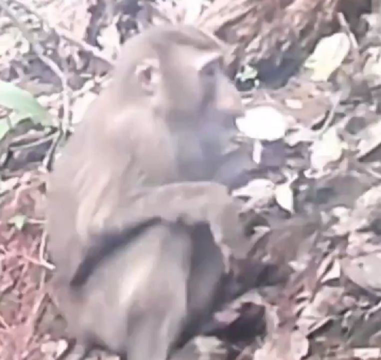 云南动物也爱吃菌子 网友：所以猴会出现幻觉吗？