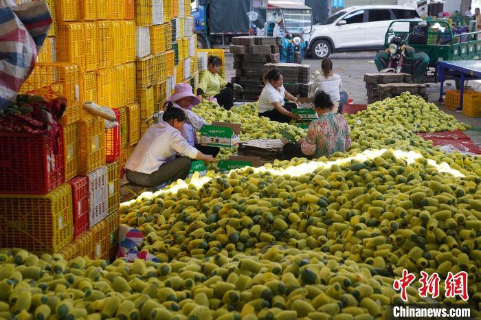 广西芒果产业搭车新茶饮助果香海外